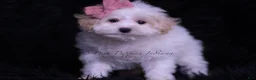 Maltipoo dogs for sale: Missy - Ad 4