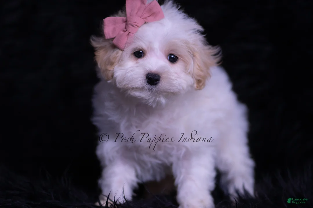 Maltipoo dogs for sale: Missy - Ad 4