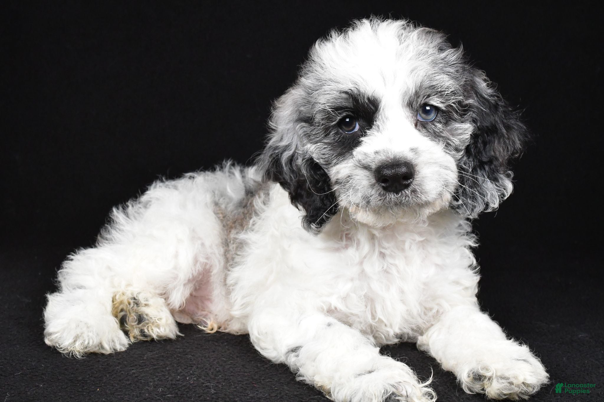 Cockapoo dogs Franklin - Ad 1