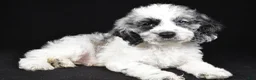 Cockapoo dogs for sale: Franklin - Ad 1