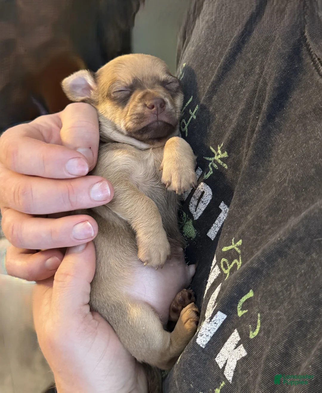 Chihuahua dogs for sale: Brandy  - Ad 14