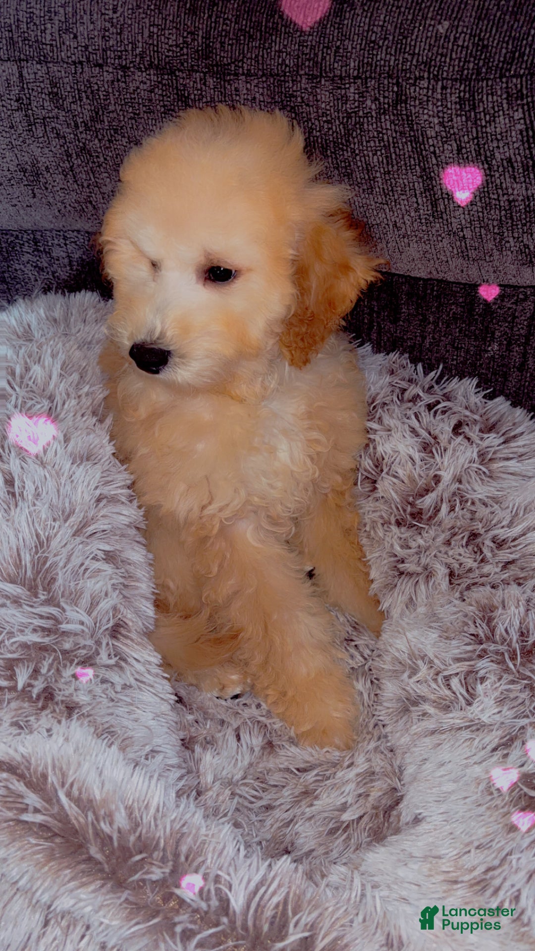 Mixed Breed dogs for sale: Bruno - Ad 4