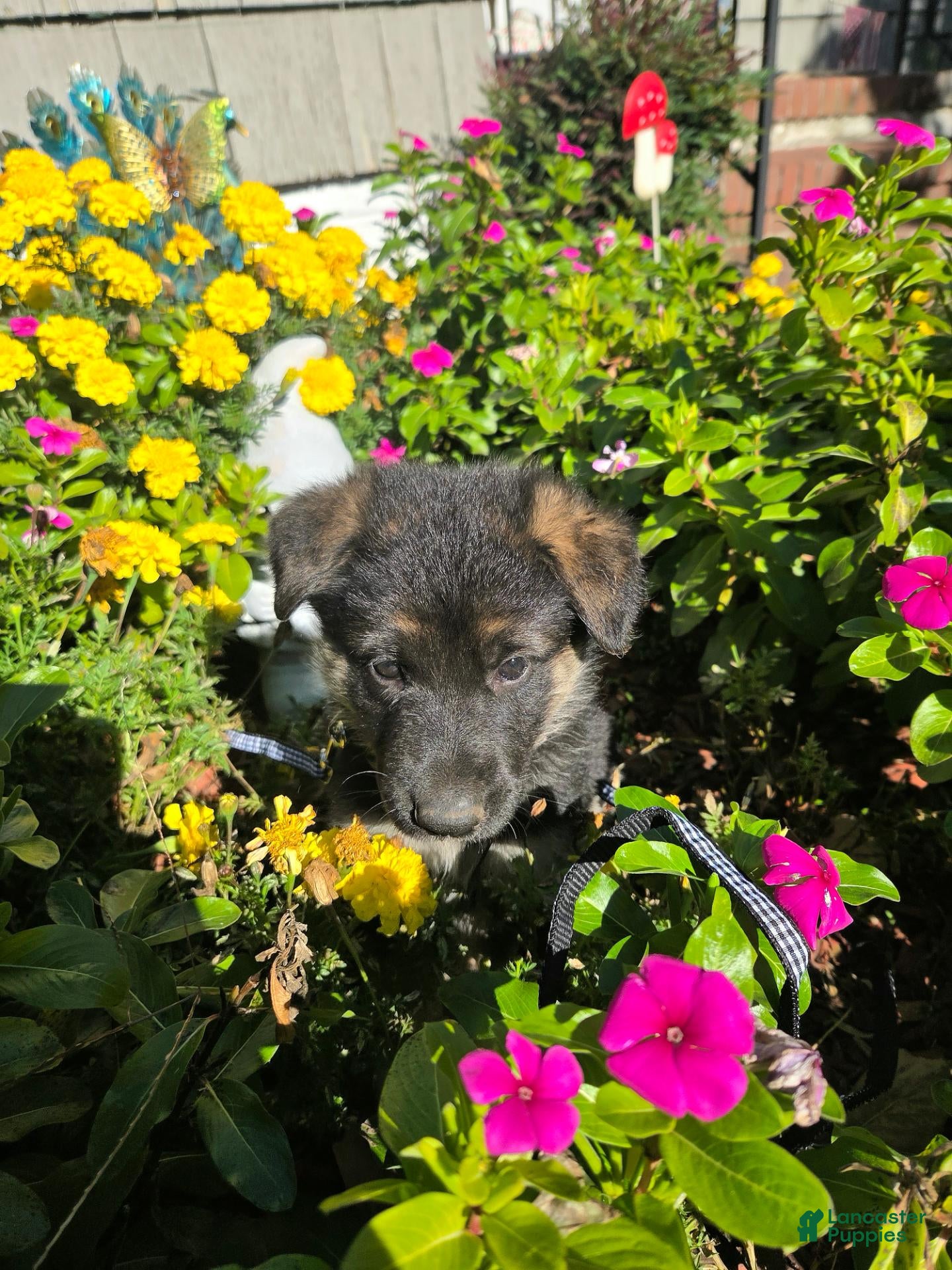 German Shepherd dogs for sale: Asher - Ad 2