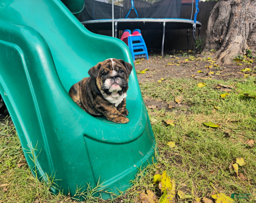 English Bulldog dogs for sale: Lucy - Ad 2