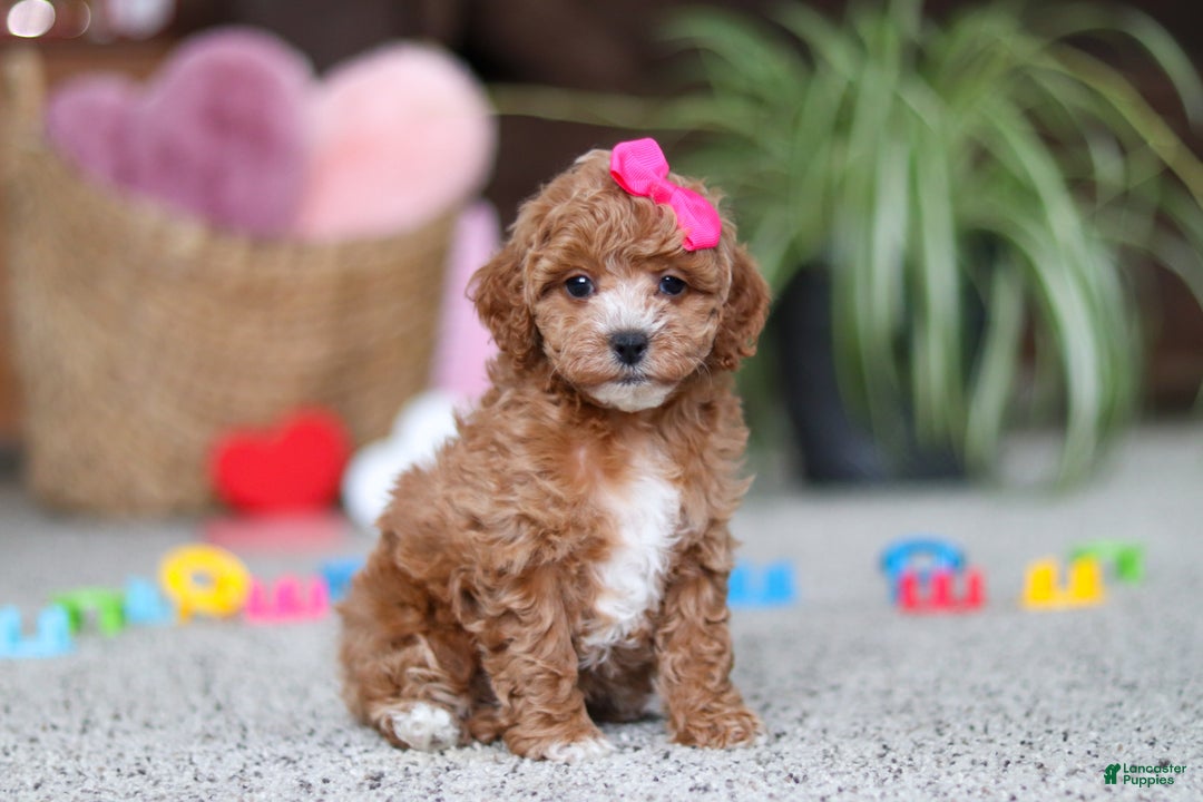 Cavapoo dogs for sale: Allie - Ad 3