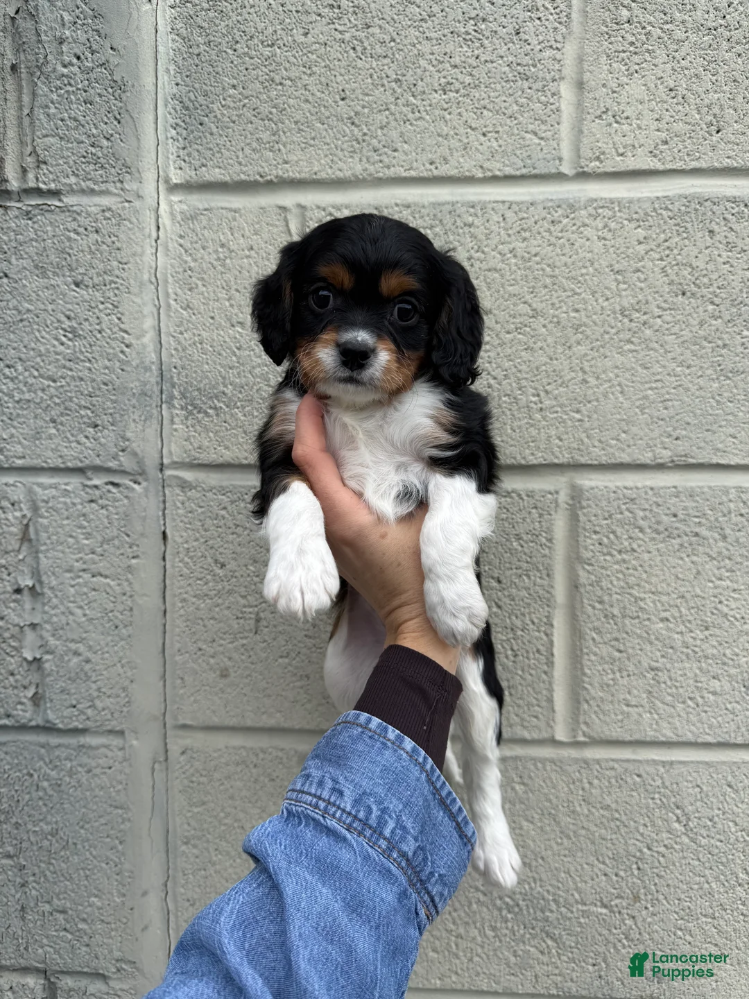 Cavapoo dogs for sale: Cavapoo Puppy 1 - Ad 2