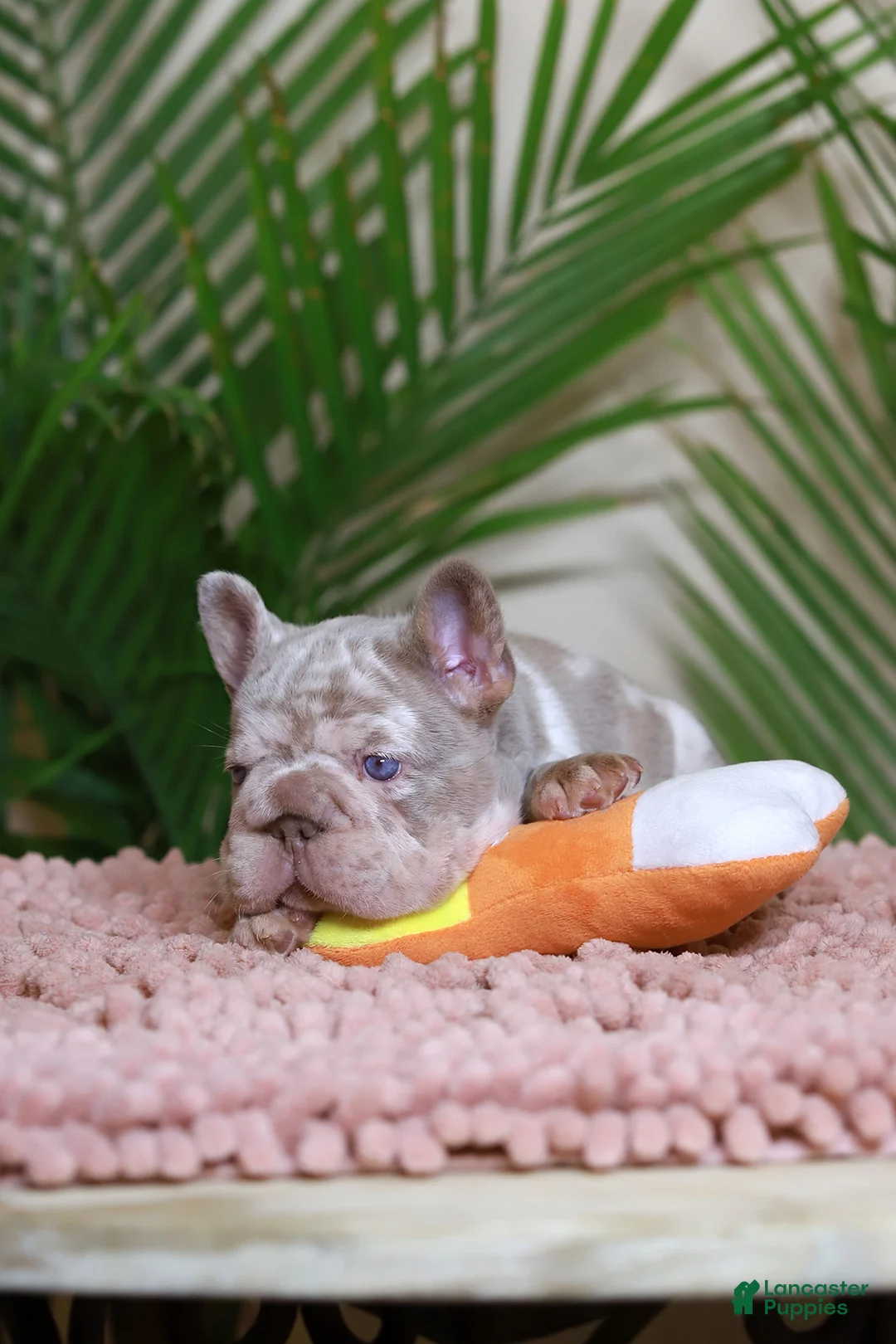 French Bulldog dogs for sale: ROXI - Ad 5