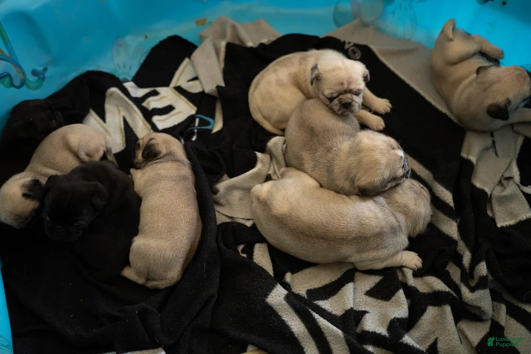 Pug dogs for sale: Avery - Ad 3