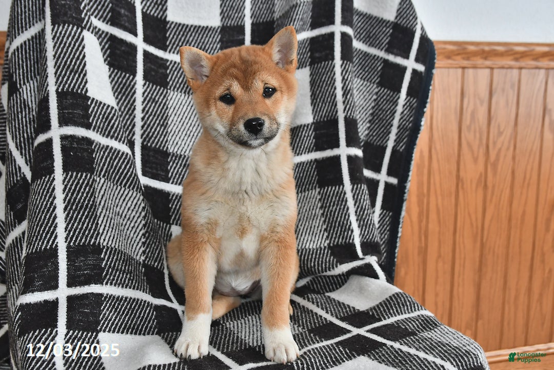 Shiba Inu dogs for sale: Jewel - Ad 3