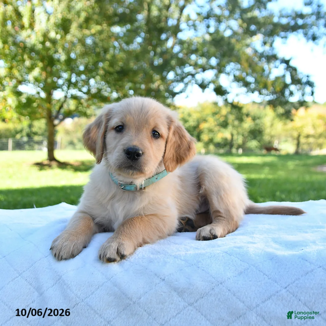 Golden Retriever dogs for sale: Abby - Ad 2
