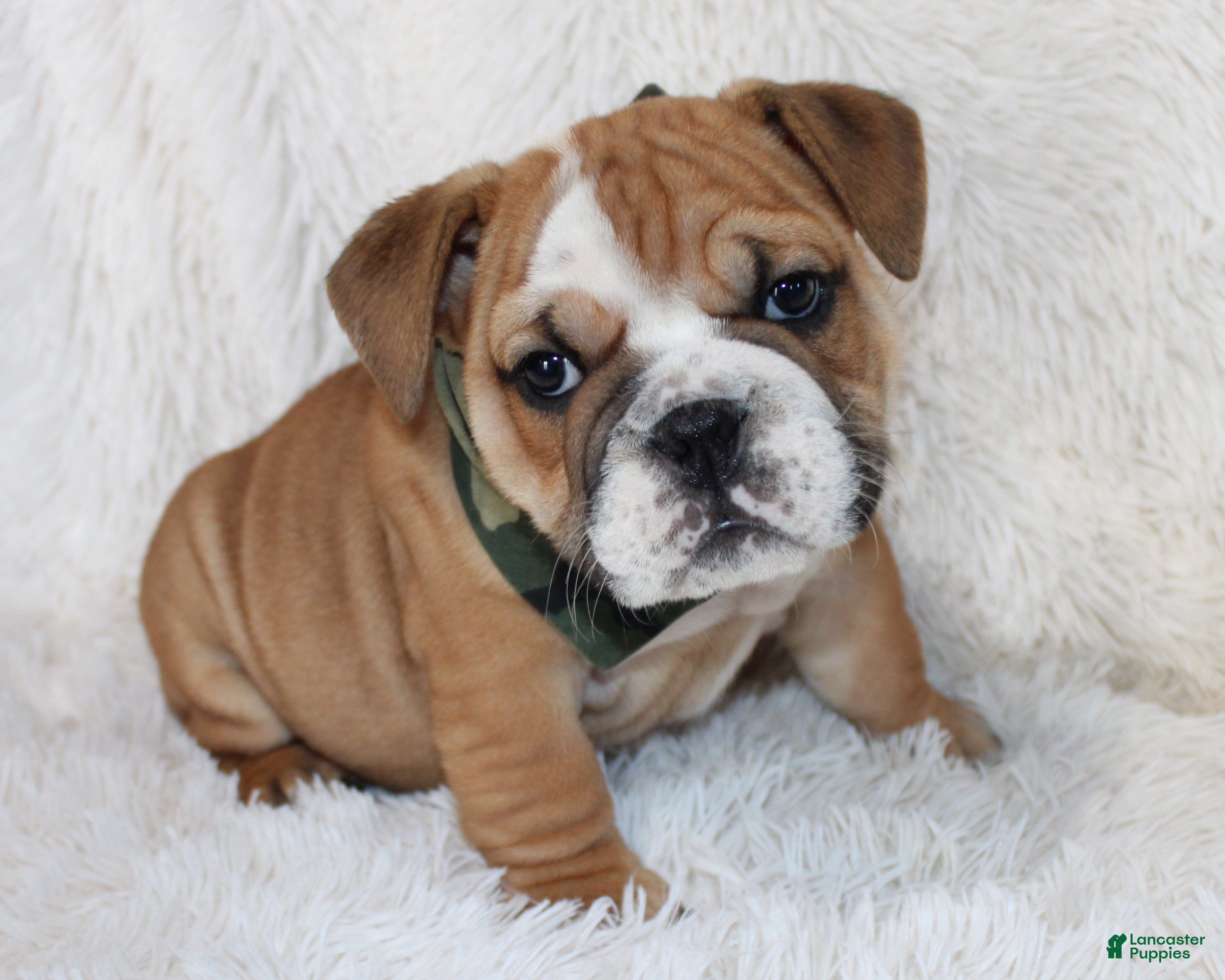English Bulldog dogs AKC Otis - Ad 1