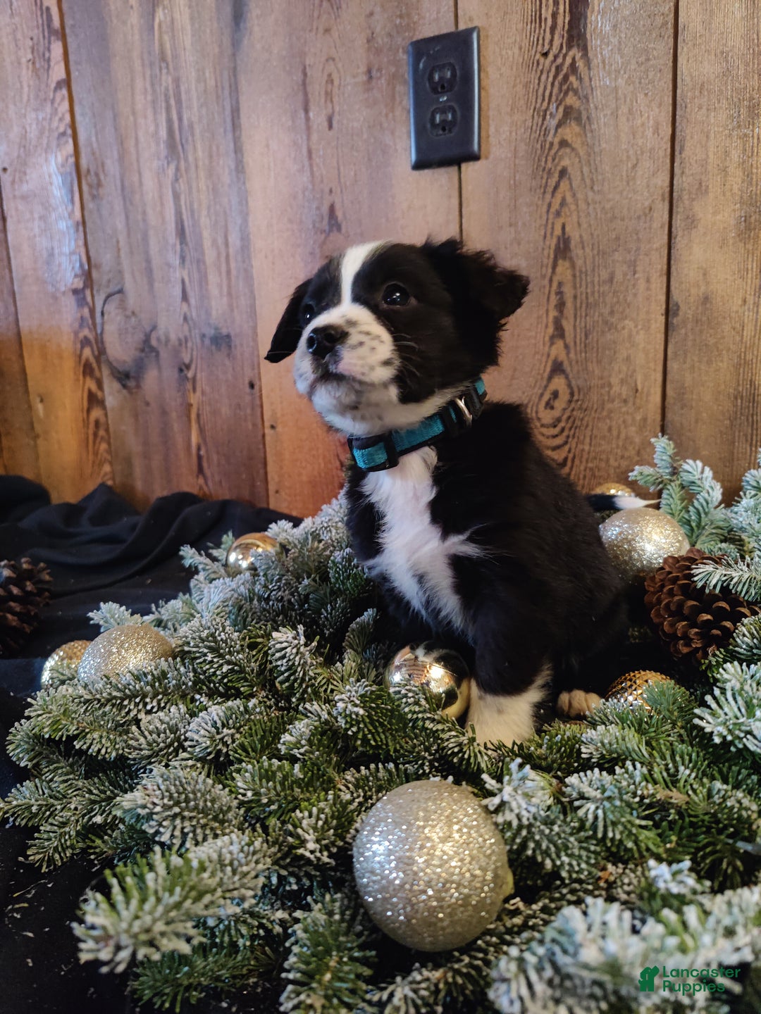 Mixed Breed dogs for sale: Truman - Ad 4