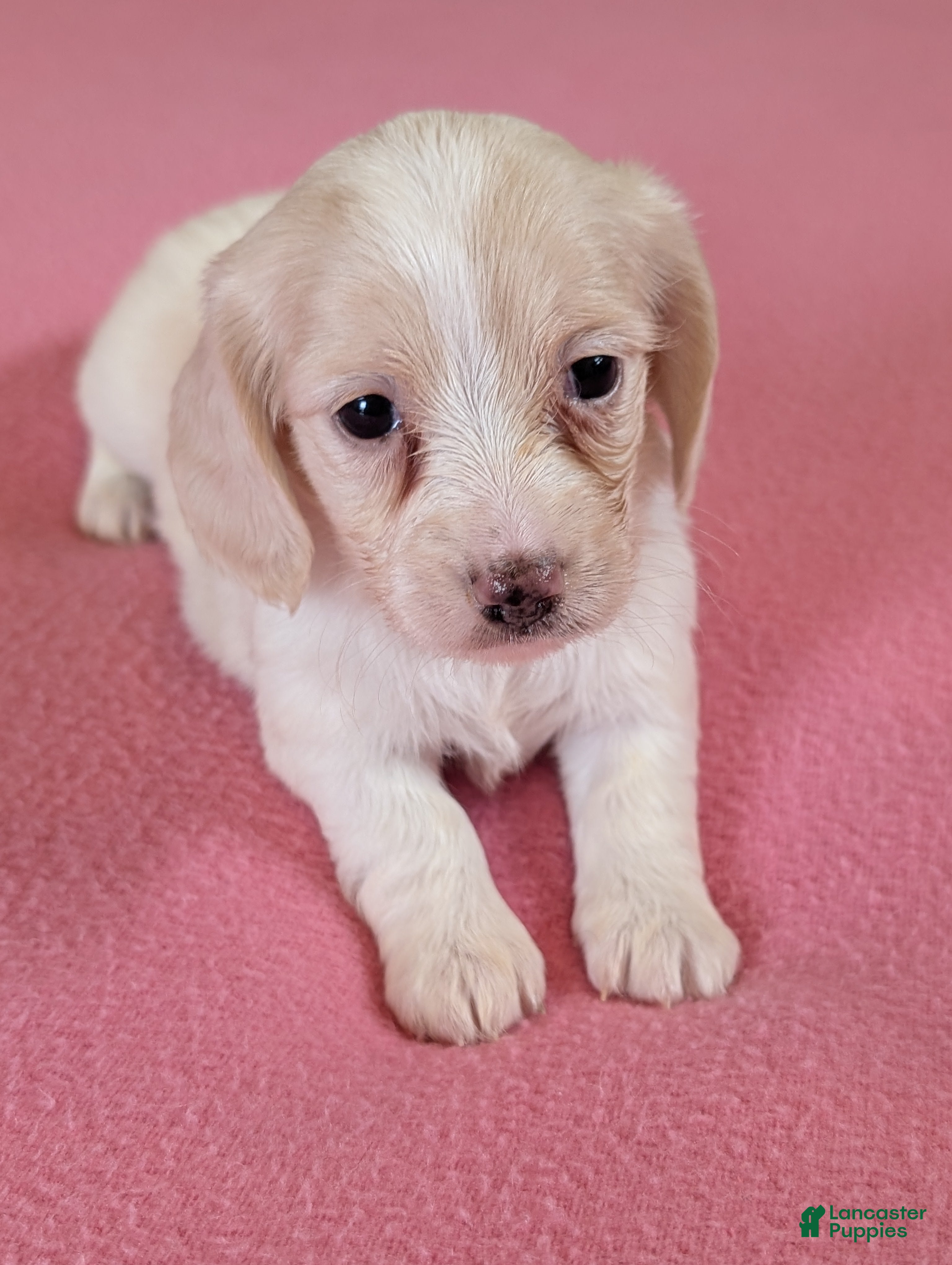 Miniature Dachshund dogs Miniature Dachshund Puppy 3 - Ad 19