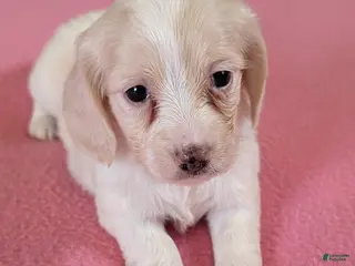 Miniature Dachshund dogs Miniature Dachshund Puppy 3 - Ad 19