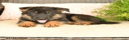 German Shepherd dogs for sale: Levi - Ad 4