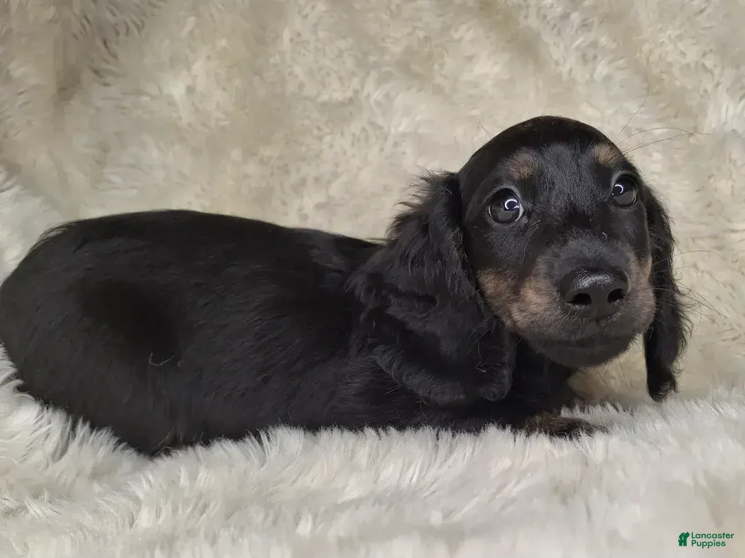 Miniature Dachshund dogs for sale: Miniature Dachshund Male - Ad 4