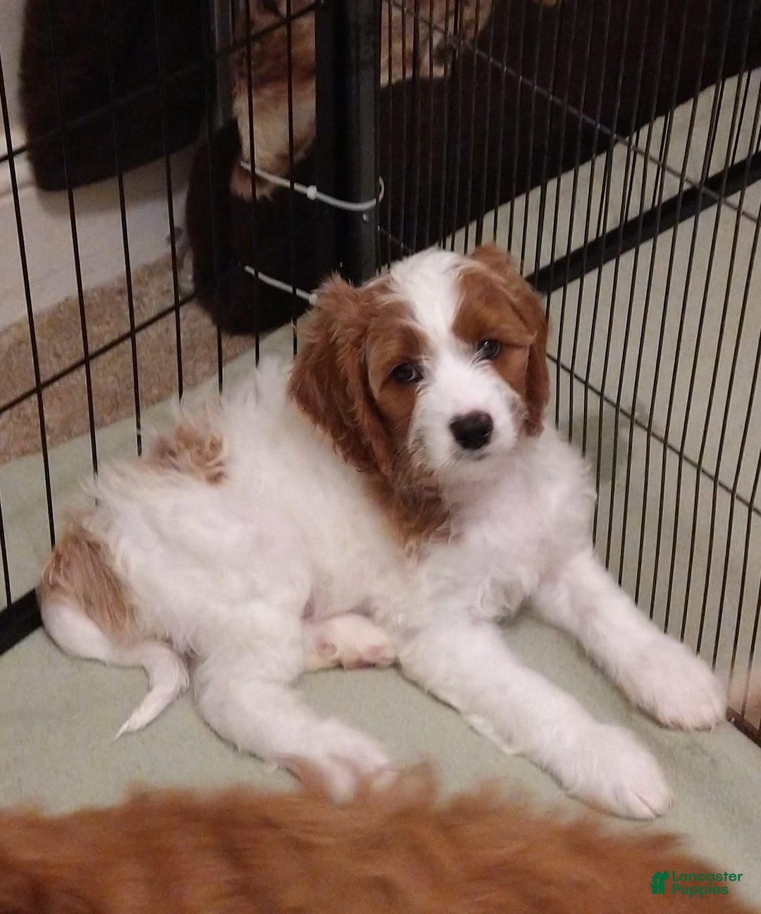 Cavapoo dogs for sale: Bentley - Ad 4