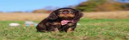 Cavalier King Charles Spaniel dogs for sale: Cooper - Ad 8