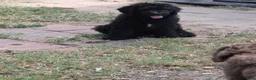 Standard Poodle dogs for sale: Standard Poodle 1 - Ad 3