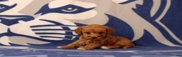Mini Goldendoodle dogs for sale: Usman - Ad 3