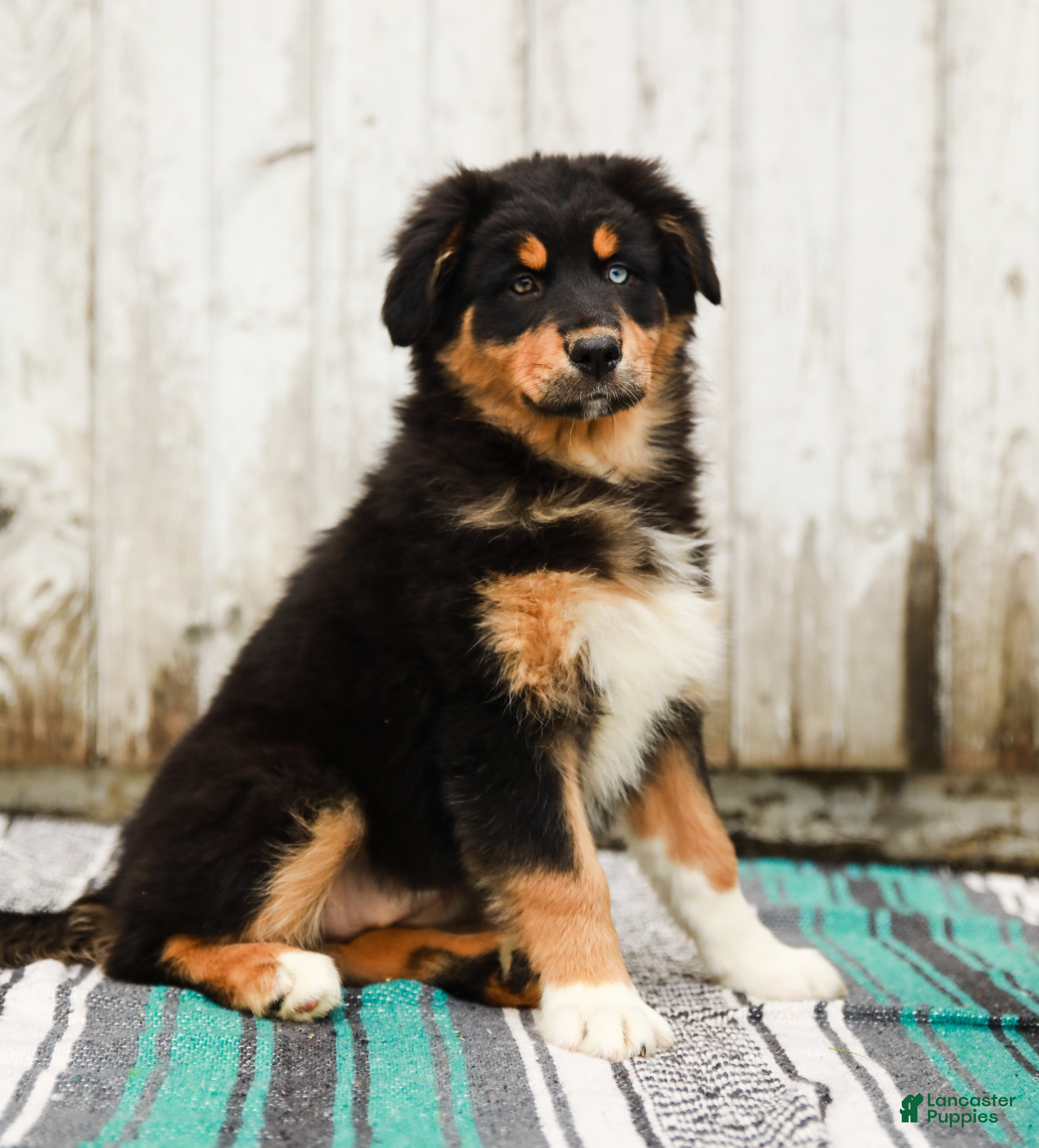 Australian Shepherd dogs Jada - Ad 2