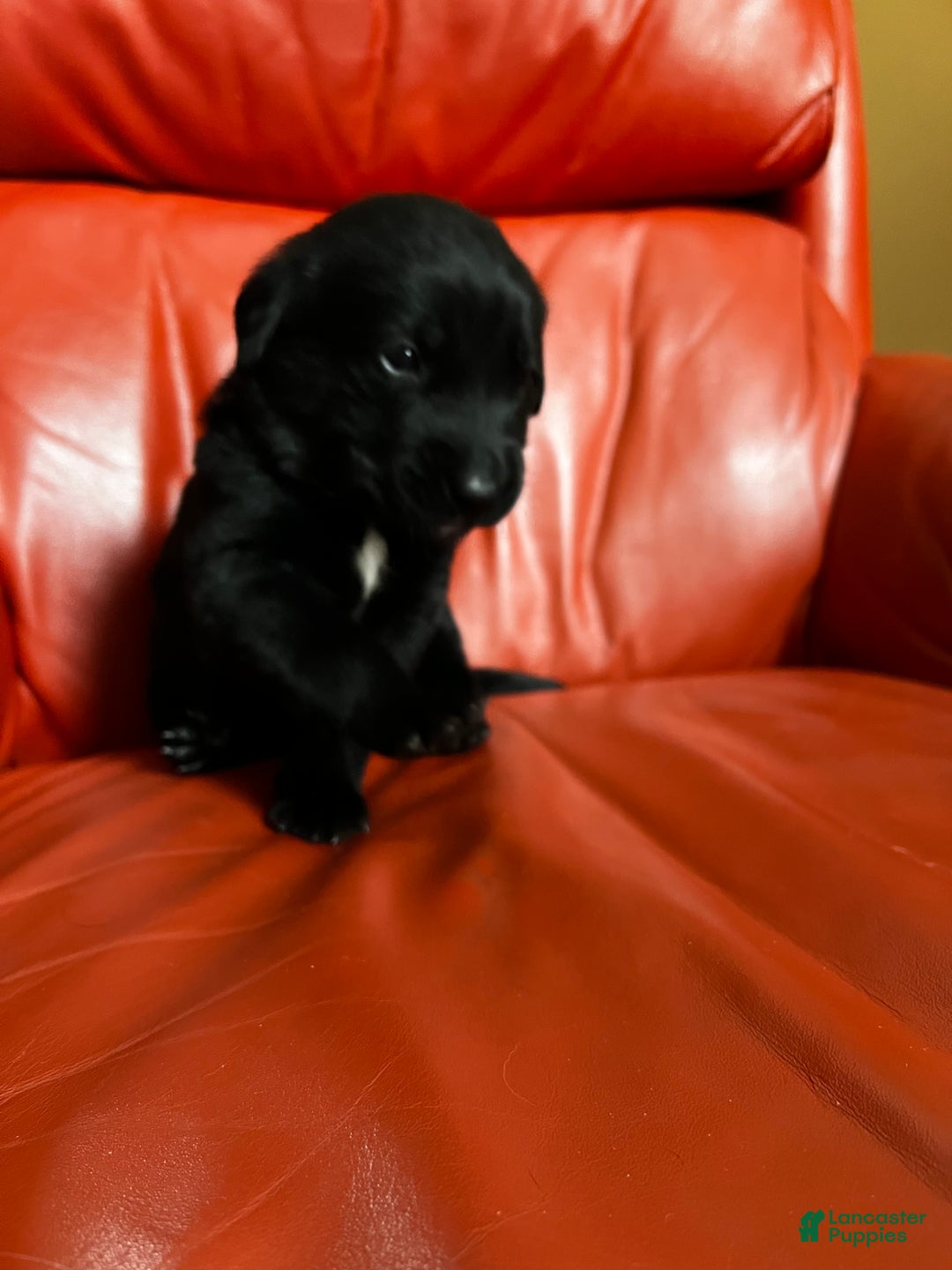 Goldador dogs for sale: Butch - Ad 4