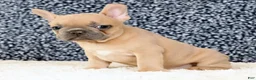 French Bulldog dogs for sale: Buzz - Ad 7