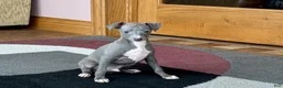 Italian Greyhound dogs for sale: Cj - Ad 3
