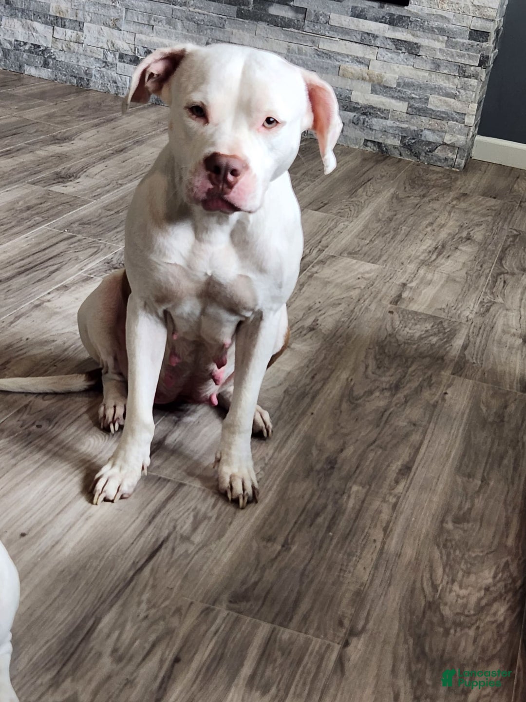 Gallery Image {{count}}