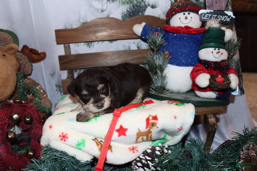 Miniature Schnauzer dogs for sale: sadie - Ad 2