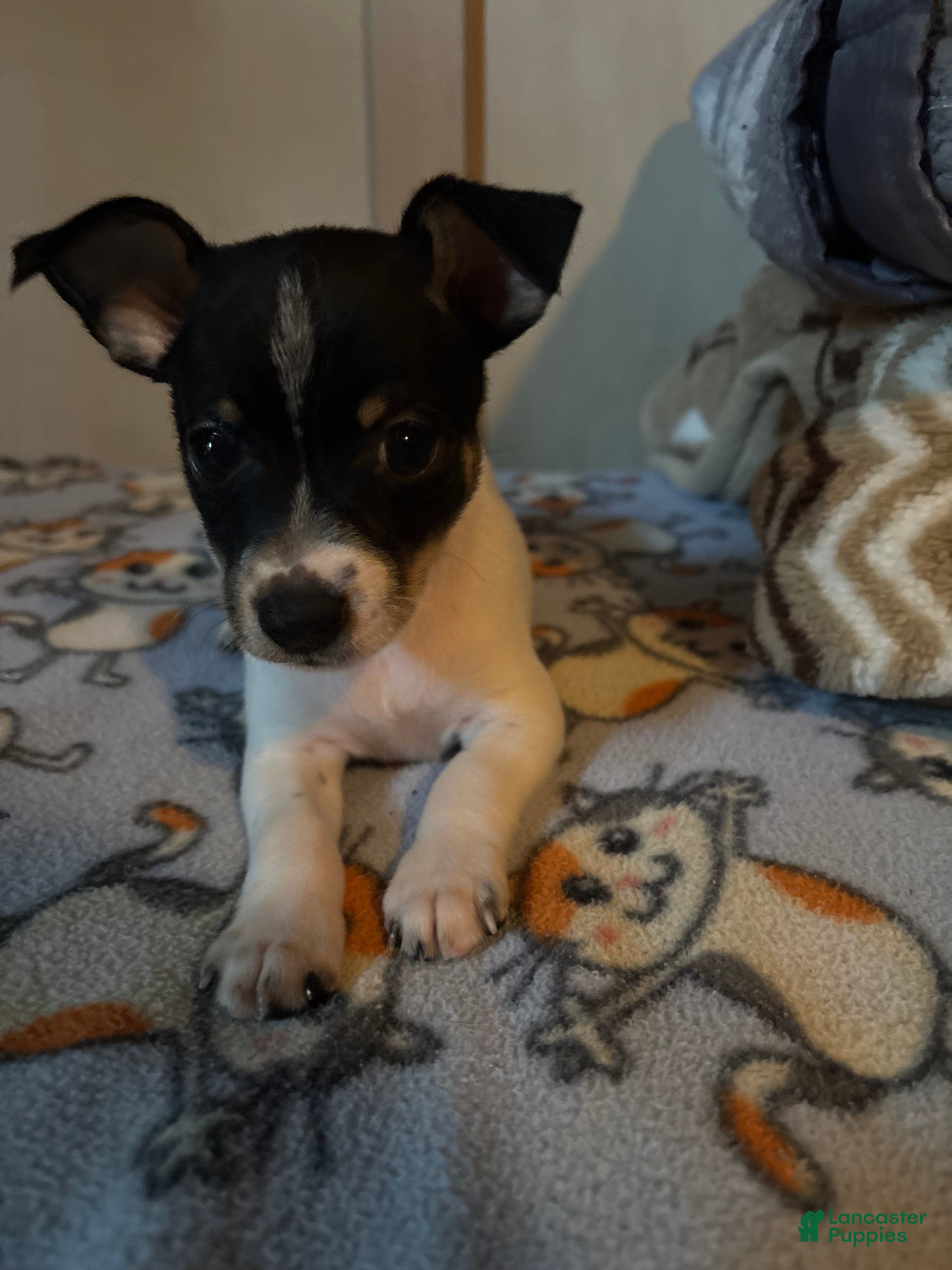 Toy Fox Terrier dogs for sale: Toy Fox Terrier 1 - Ad 1