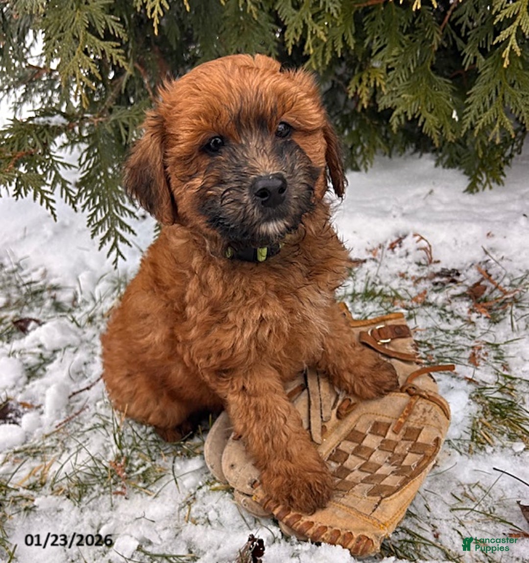 Whoodle dogs for sale: Westin - Ad 3