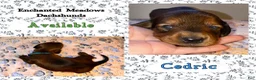 Miniature Dachshund dogs for sale: Cedric - Ad 4