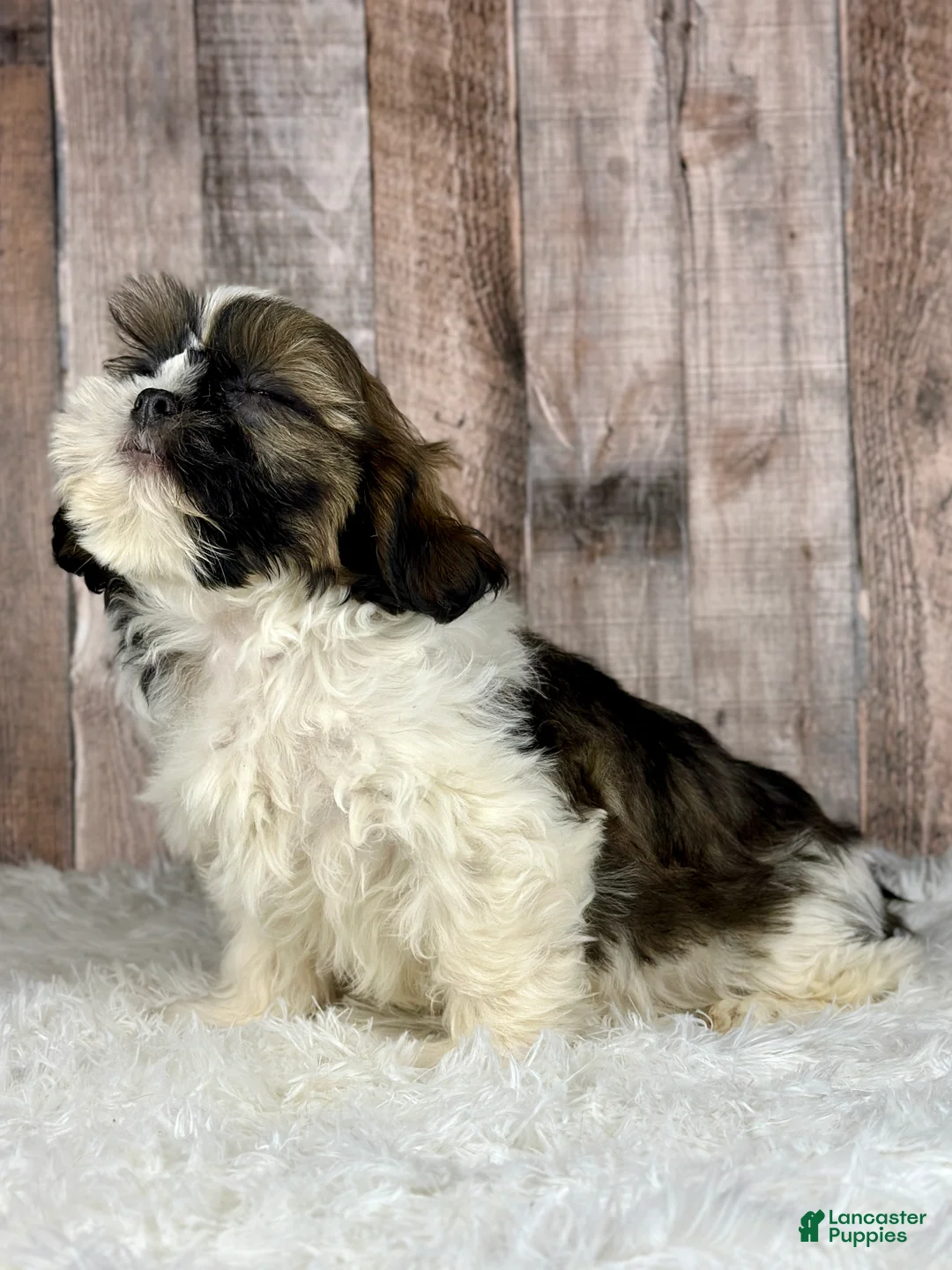 Shih Tzu dogs for sale: Boy Kai - 8932 - Ad 3