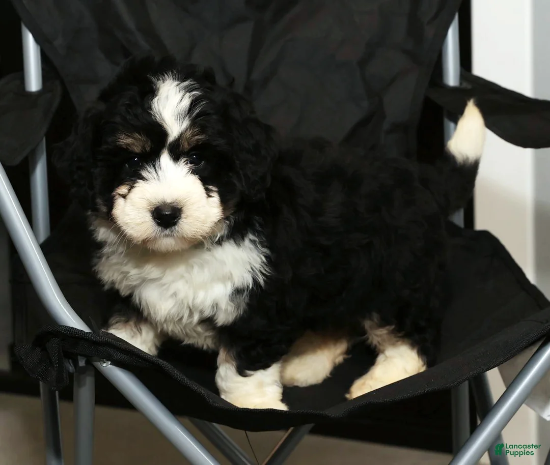 Mini Bernedoodle dogs for sale: Joy - Ad 8