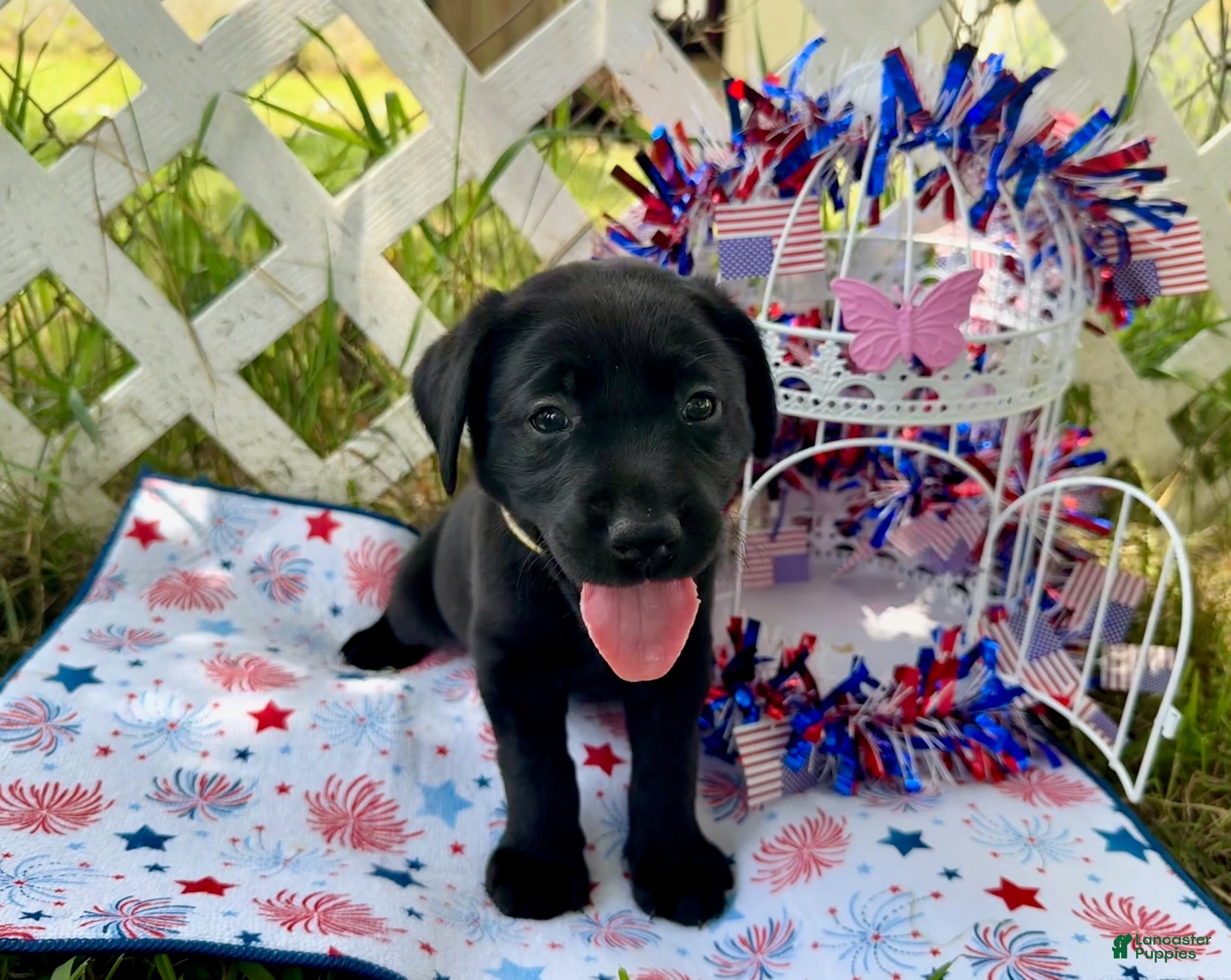 Labrador Retriever dogs Sammie - Ad 1