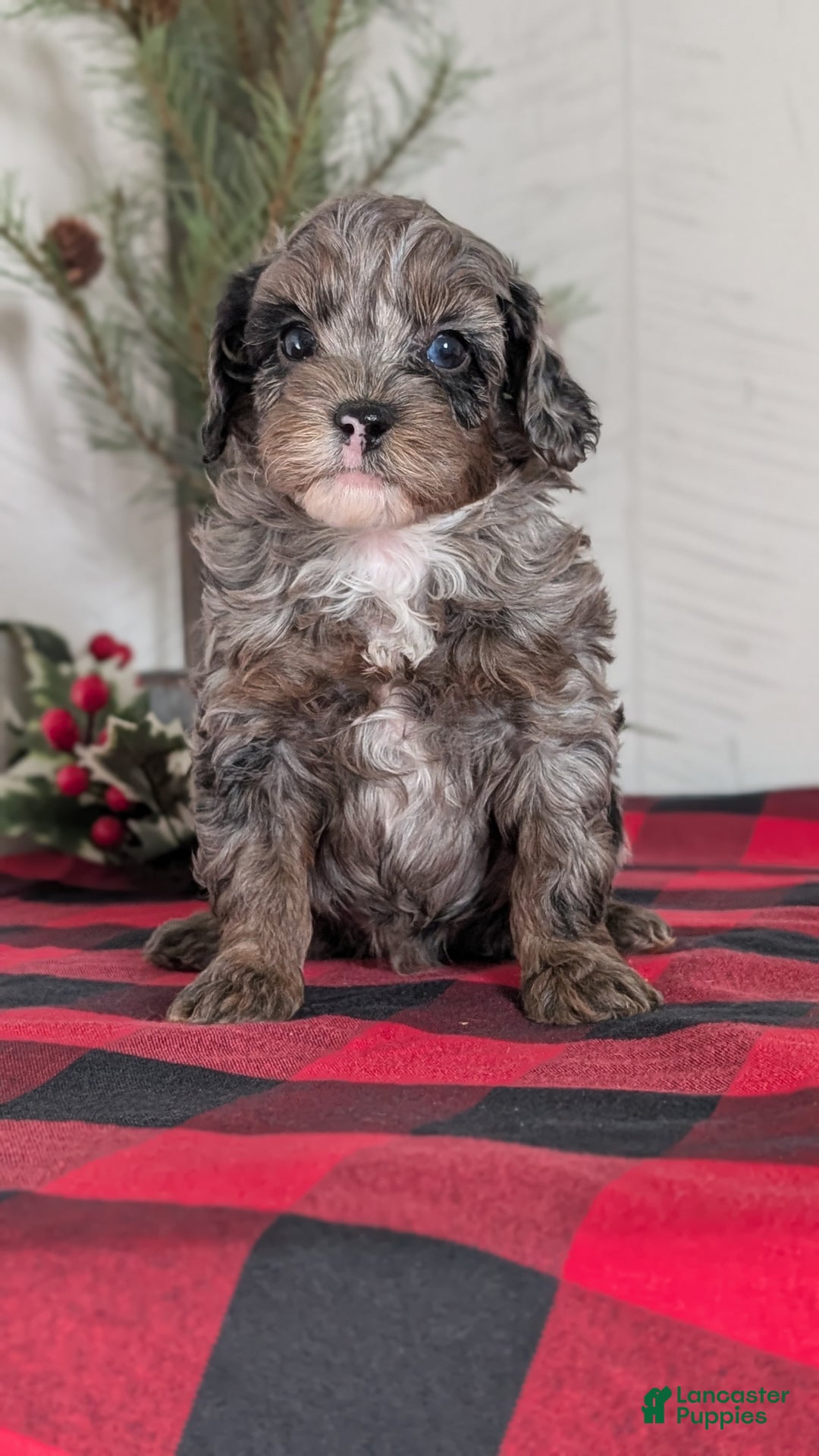 Cockapoo dogs for sale: Scout - Ad 9
