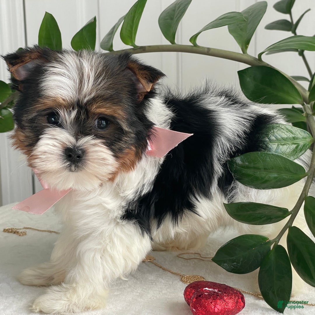Biewer Terrier dogs for sale: Kiwi - Ad 5