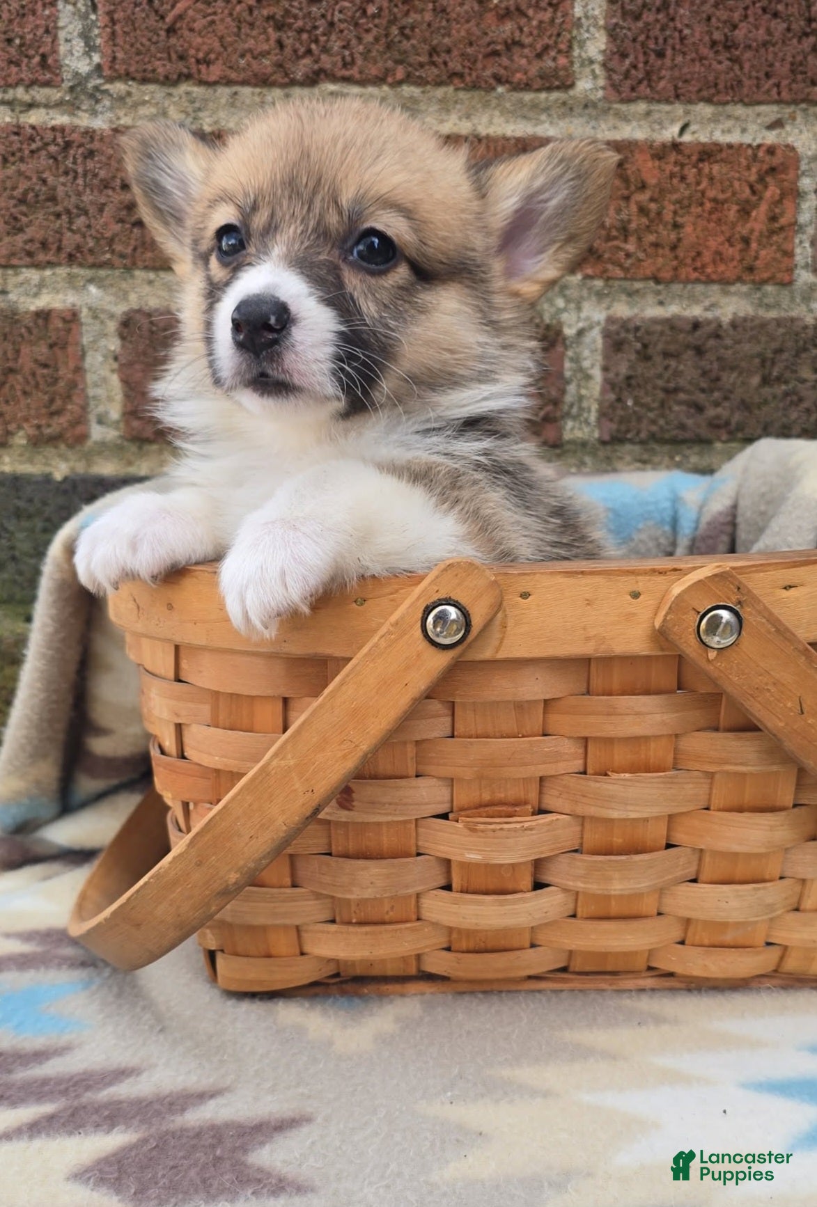 Welsh Corgi Pembroke dogs Welsh Corgi Pembroke Puppy 3 - Ad 2