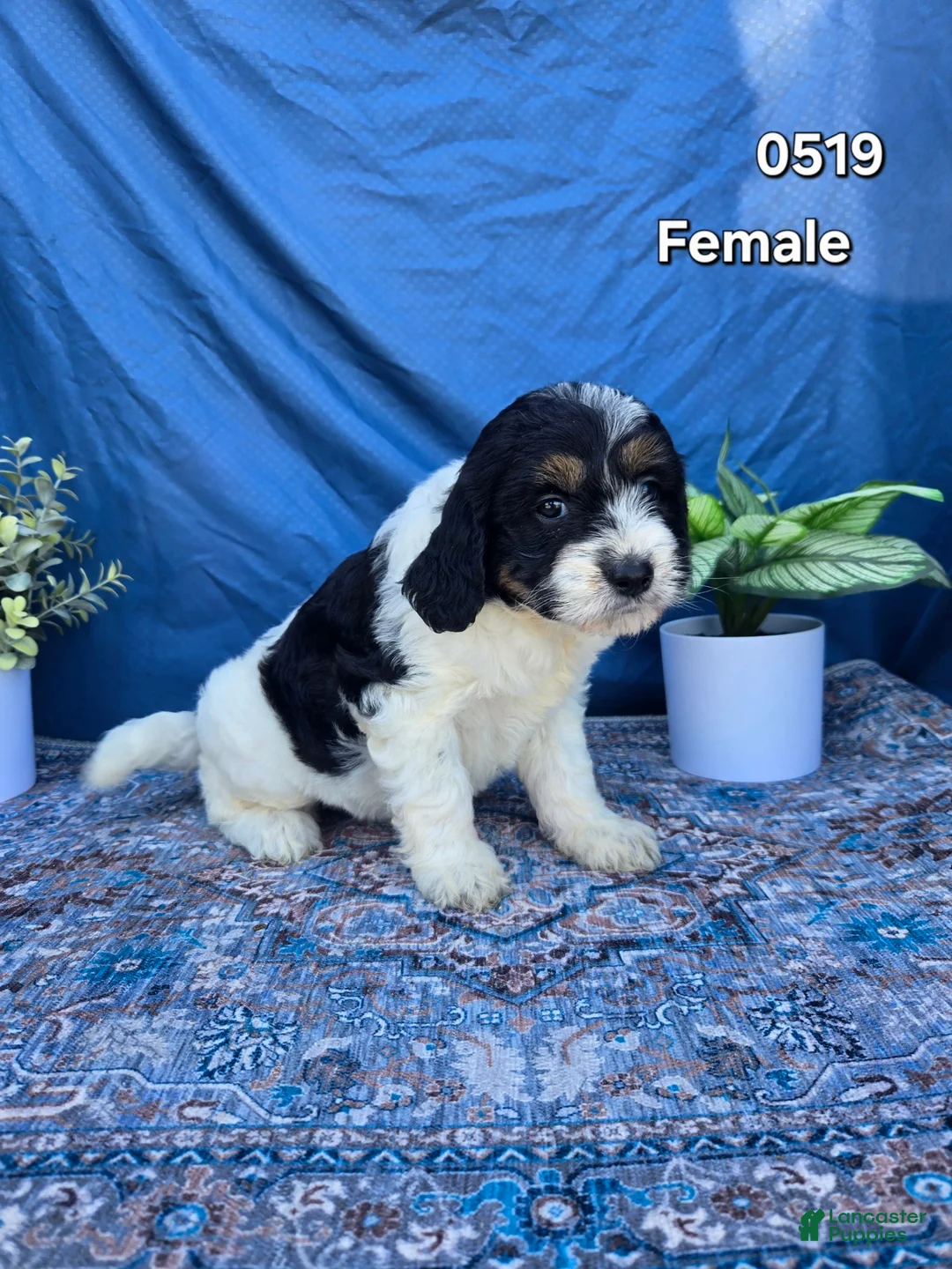 Mini Goldendoodle dogs for sale: Mini Goldendoodle Puppy 6 - Ad 1
