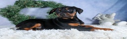 Doberman Pinscher dogs for sale: TUCKER - Ad 10