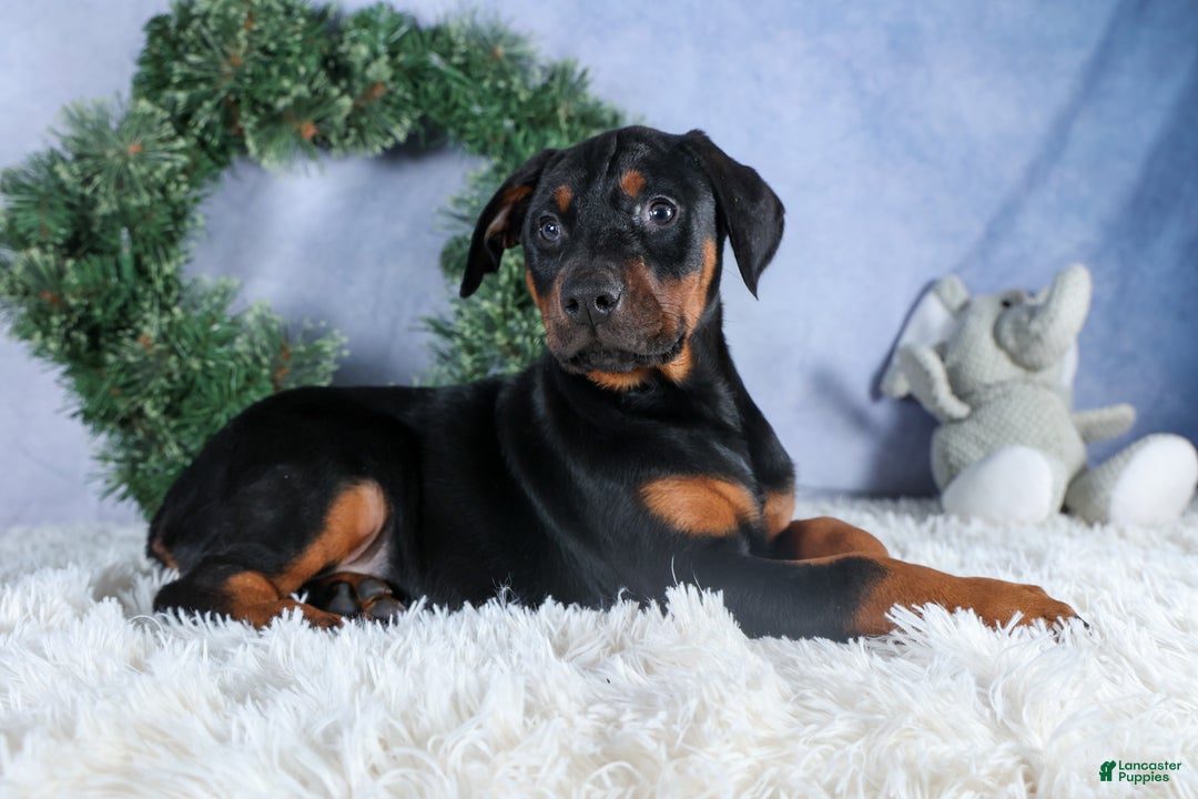 Doberman Pinscher dogs for sale: TUCKER - Ad 10