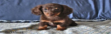 Cocoa