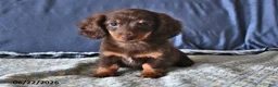 Miniature Dachshund dogs for sale: Cocoa - Ad 1
