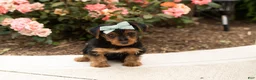 Yorkshire Terrier dogs for sale: Leslie  - Ad 4