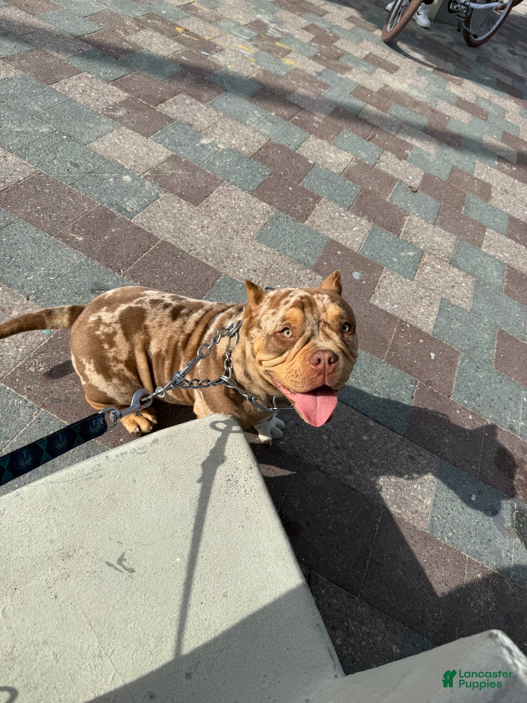 American Bully dogs for sale: American Bully Puppy 5 - Ad 3