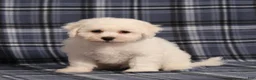 Bichon Frise dogs for sale: BJ's Nicholas - Ad 4