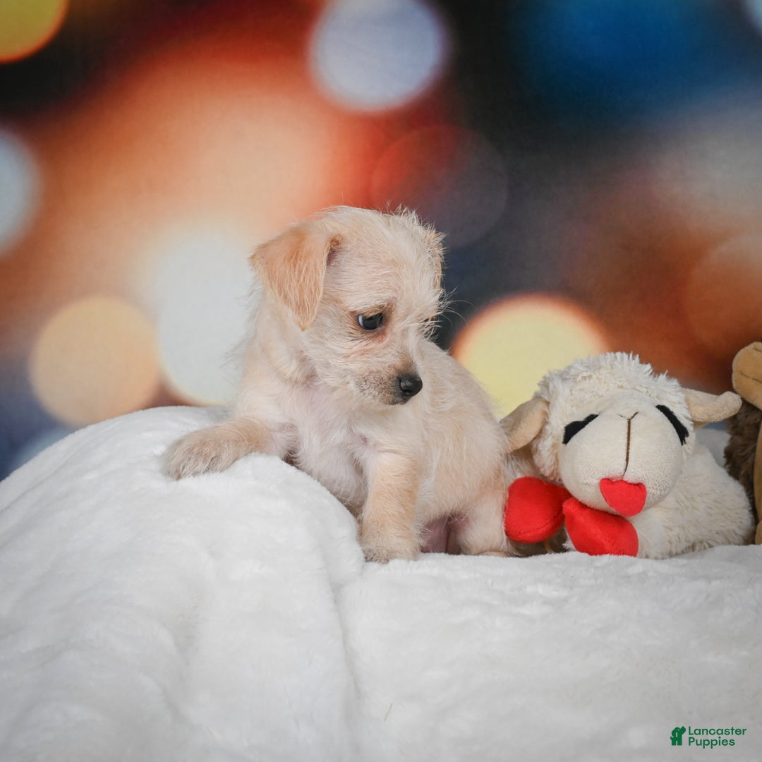 Chihuahua dogs for sale: Hadassah - Ad 6