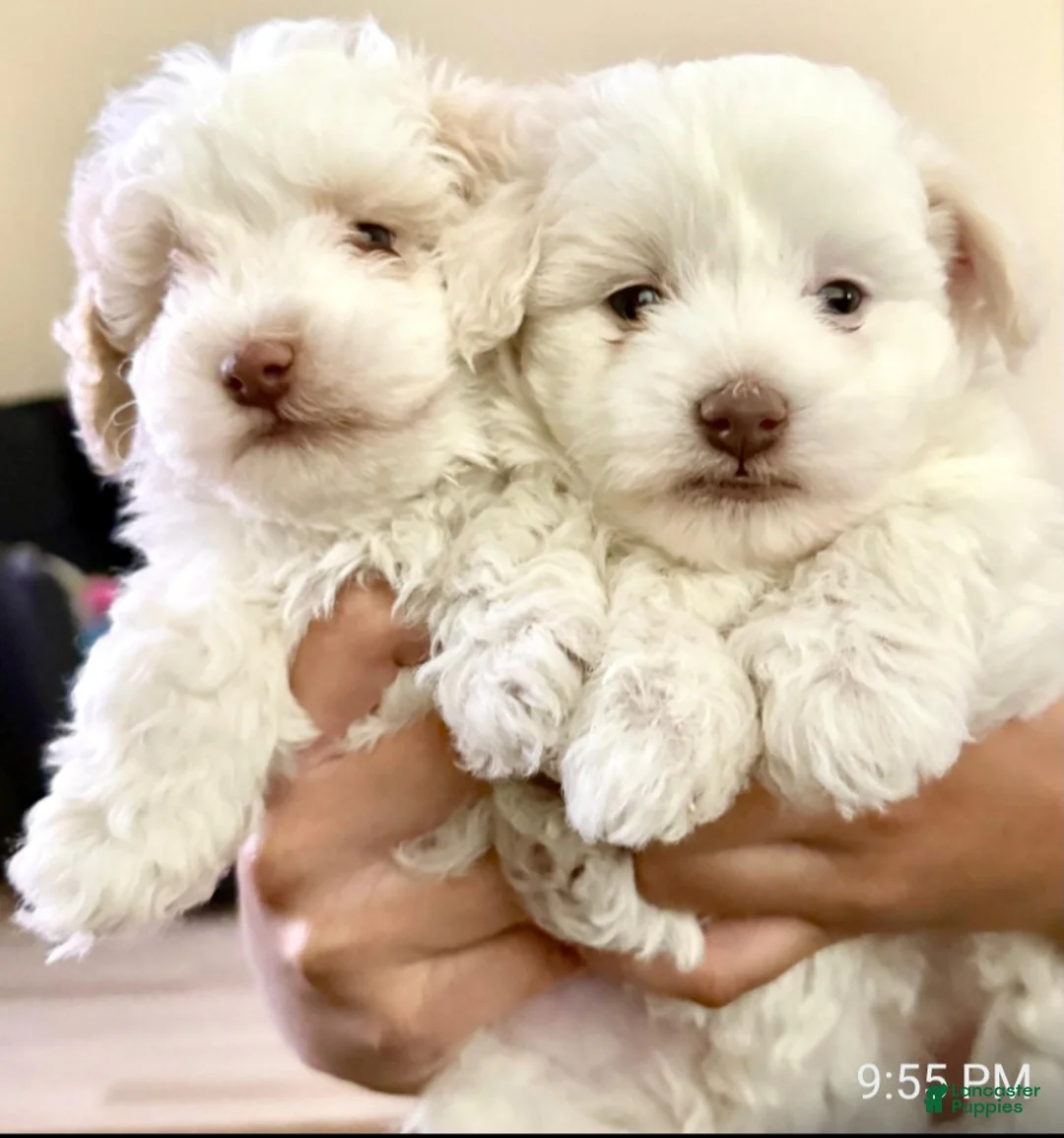 Maltipoo dogs for sale: Maltipoo Puppy 1 - Ad 2