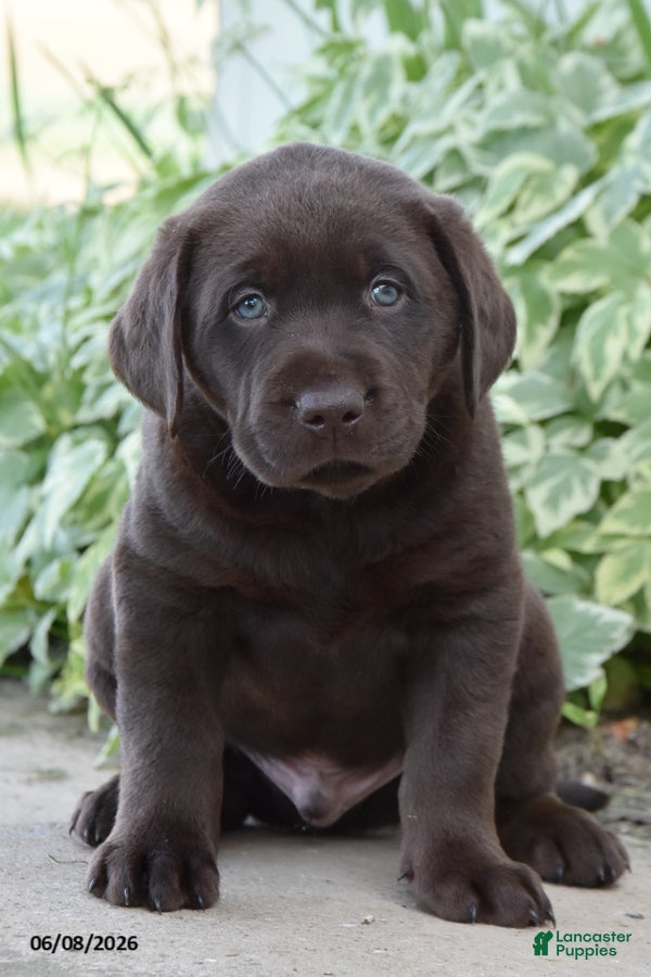 Labrador Retriever dogs Max - Ad 1